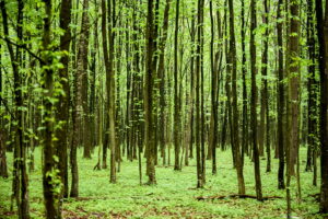 krisfoto k.r.siekielski autorska białowieża wiosna blog (18)