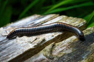 krisfoto k.r.siekielski autorska białowieża wiosna blog 2 (20)