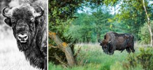 krisfoto k.r.siekielski autorska białowieża wiosna blog 2 (26)