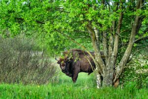 krisfoto k.r.siekielski autorska białowieża wiosna blog 2 (27)