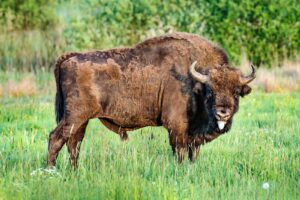 krisfoto k.r.siekielski autorska białowieża wiosna blog 2 (35)