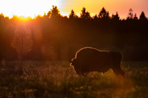 krisfoto k.r.siekielski autorska białowieża wiosna blog 2 (37)