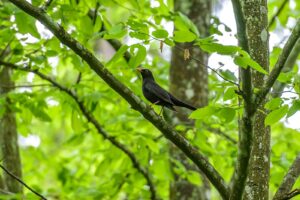 krisfoto k.r.siekielski autorska białowieża wiosna blog 2 (4)