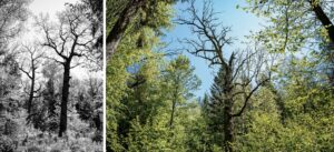 krisfoto k.r.siekielski autorska białowieża wiosna blog 2 (42)