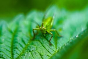 krisfoto k.r.siekielski autorska białowieża wiosna blog 2 (7)