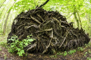 krisfoto k.r.siekielski autorska białowieża wiosna blog (25)