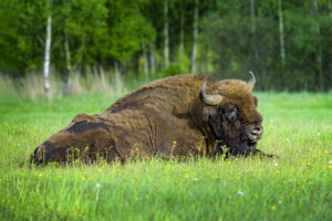 krisfoto k.r.siekielski autorska białowieża wiosna blog (3)