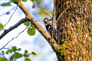 krisfoto k.r.siekielski autorska białowieża wiosna blog (30)