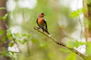 krisfoto k.r.siekielski autorska białowieża wiosna blog (31)