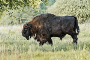 krisfoto k.r.siekielski autorska białowieża wiosna blog (6)