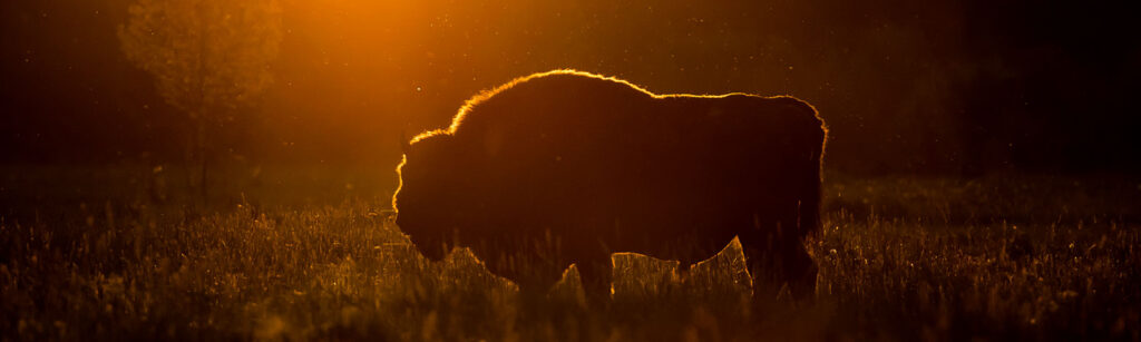 krisfoto k.r.siekielski autorska białowieża wiosna blog (8)